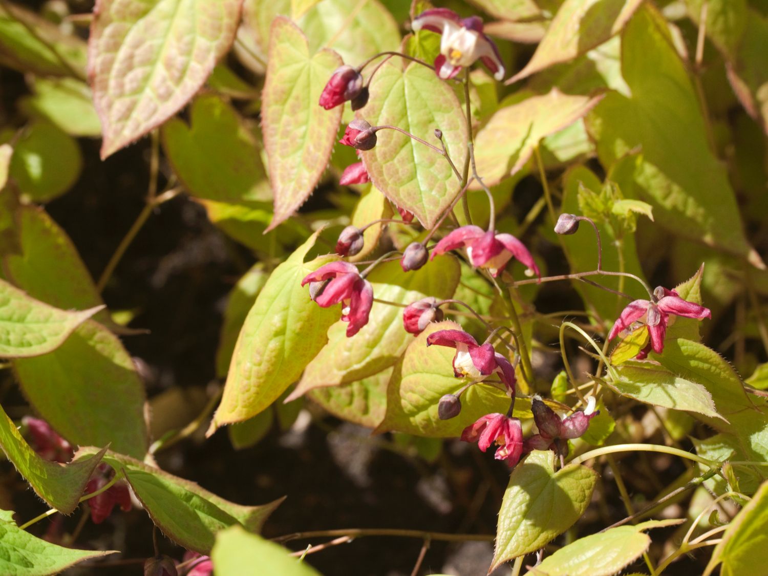 Elfenblume 'Galadriel'