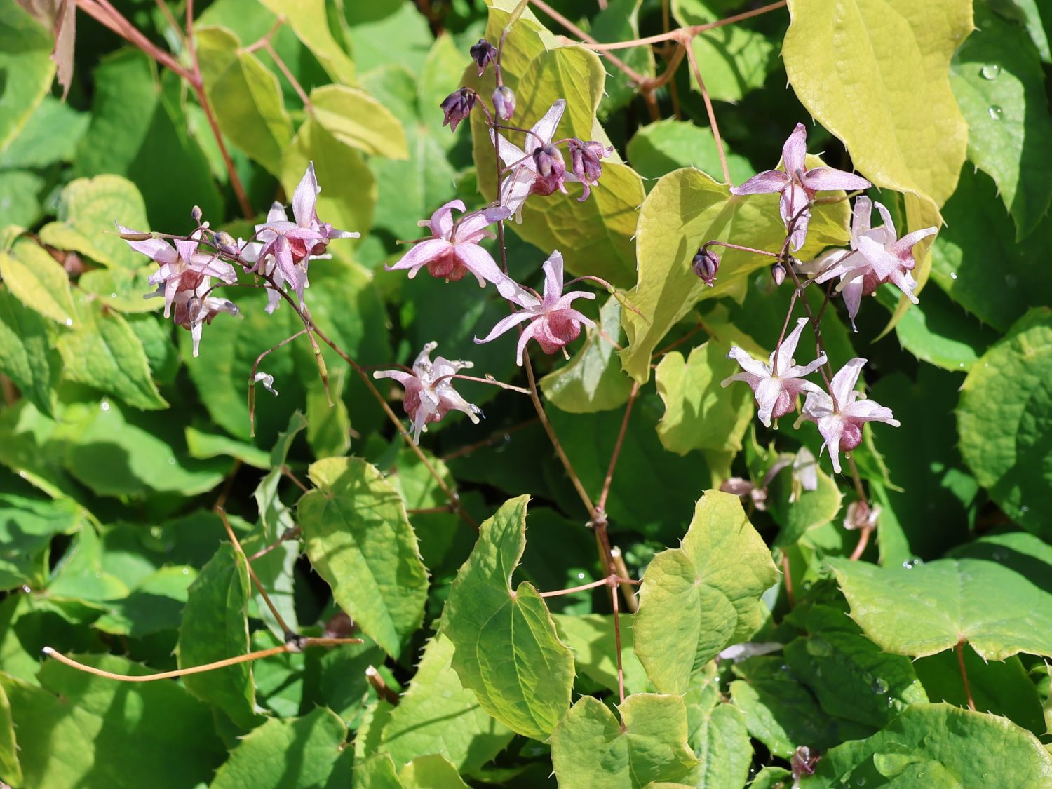 Elfenblume 'Pink Elf'