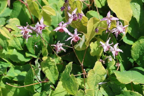 Elfenblume 'Pink Elf' - Epimedium x cultorum 'Pink Elf'