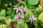 Elfenblume 'Pink Elf' - Epimedium x cultorum 'Pink Elf'