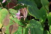 Elfenblume 'Pink Elf' - Epimedium x cultorum 'Pink Elf'