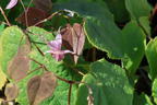 Elfenblume 'Pink Elf' - Epimedium x cultorum 'Pink Elf'