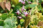 Elfenblume 'Pink Elf' - Epimedium x cultorum 'Pink Elf'