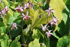 Elfenblume 'Pink Elf' - Epimedium x cultorum 'Pink Elf'