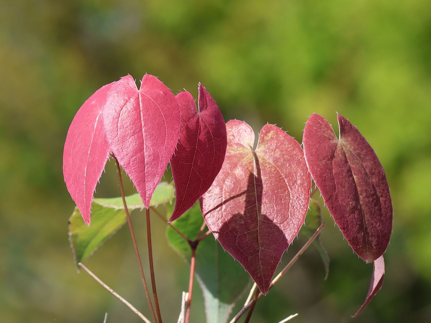 Elfenblume 'Pretty in Pink'