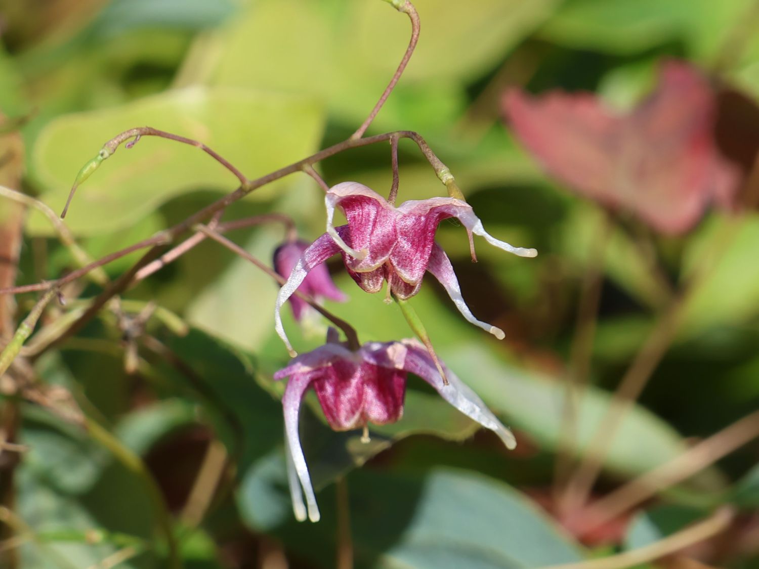 Elfenblume 'Pretty in Pink' - Epimedium grandiflorum 'Pretty in Pink'