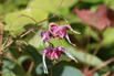 Elfenblume 'Pretty in Pink' - Epimedium grandiflorum 'Pretty in Pink'