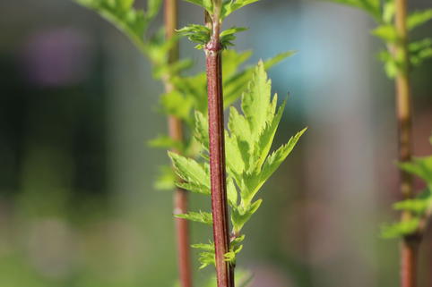 Elfenraute 'Guizhou' - Artemisia lactiflora 'Guizhou'