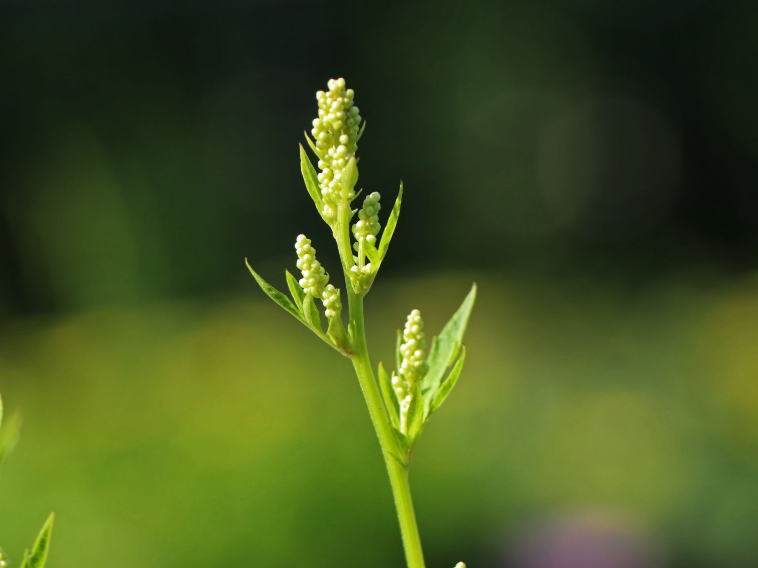 Elfenraute 'Guizhou' - Artemisia lactiflora 'Guizhou'