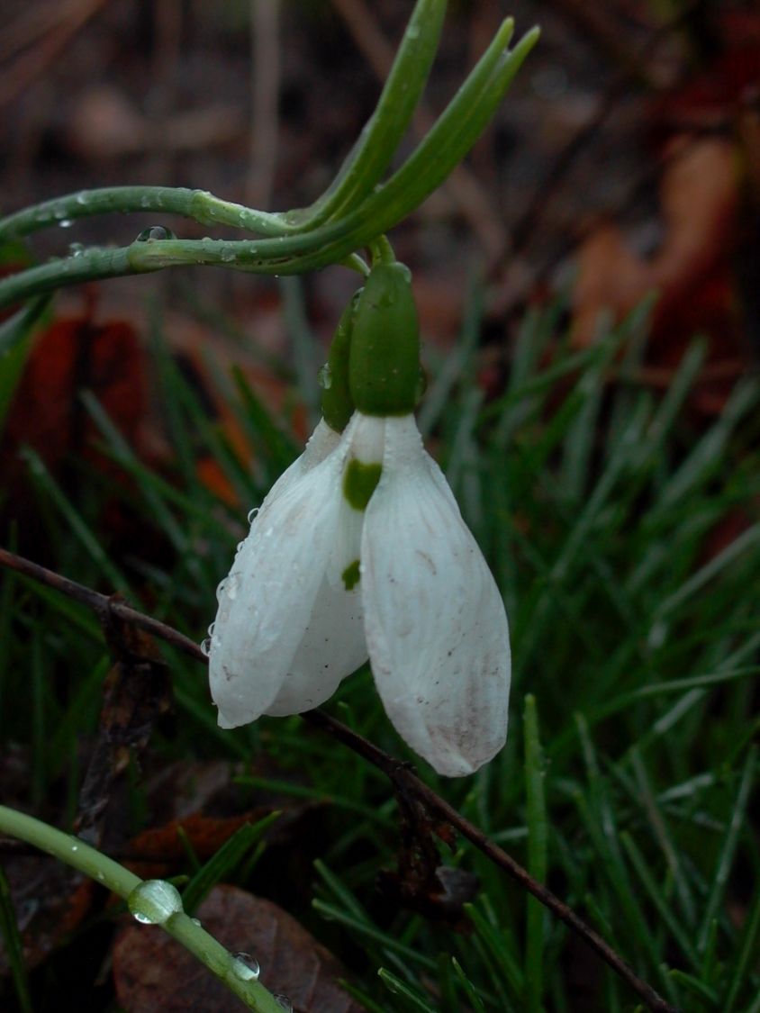 Schneeglöckchen (Galanthus)
