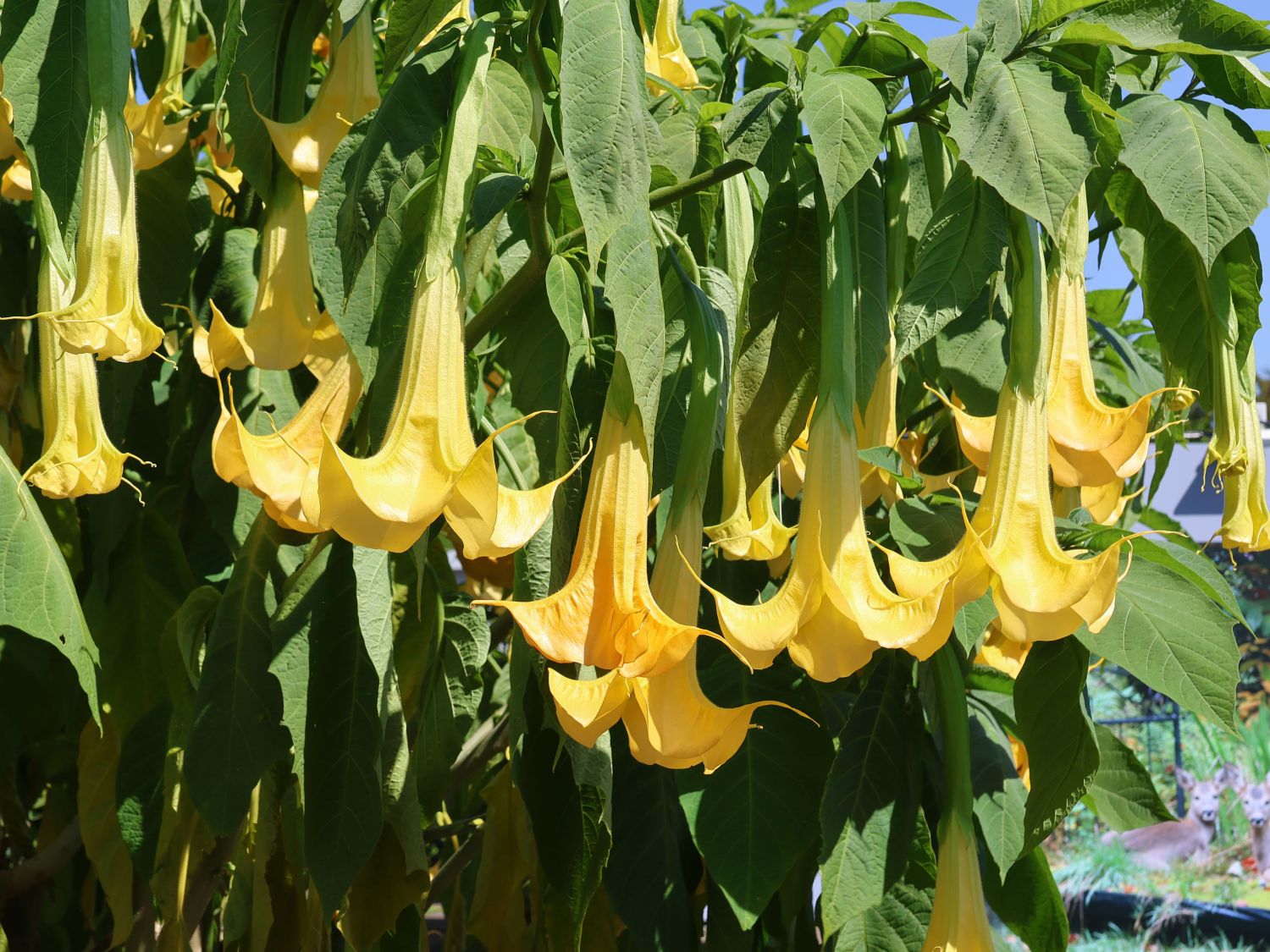 Engelstrompeten (Brugmansia)