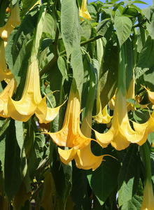 Engelstrompeten (Brugmansia)
