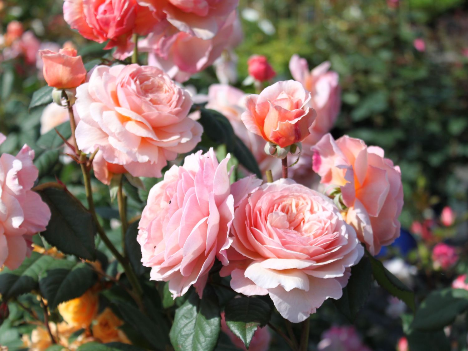 Englische Rose 'A Shropshire Lad' ®