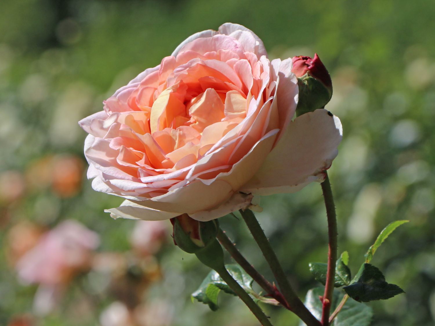 Englische Rose 'Abraham Darby' ®