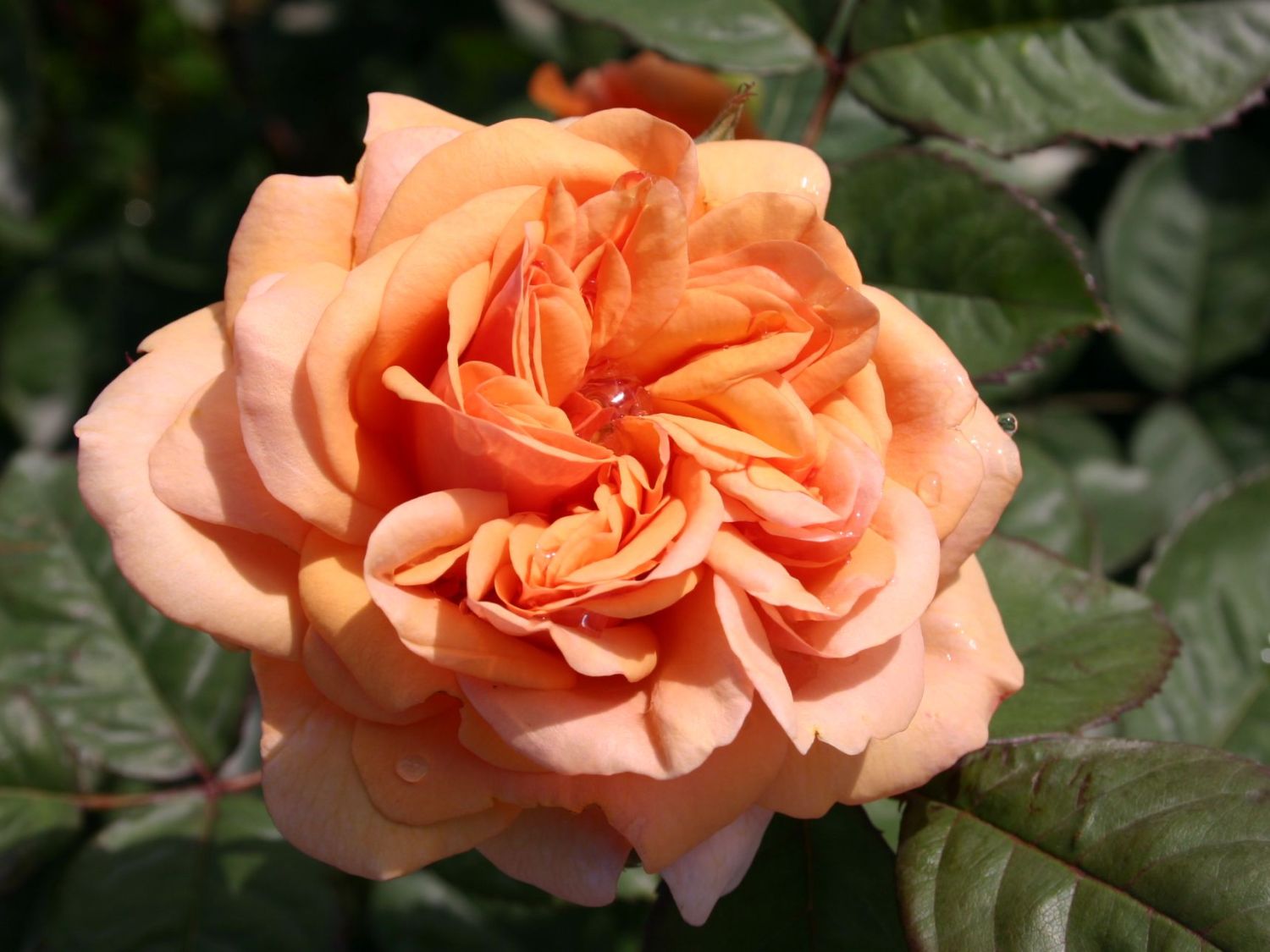 Englische Rose 'Ausfather'