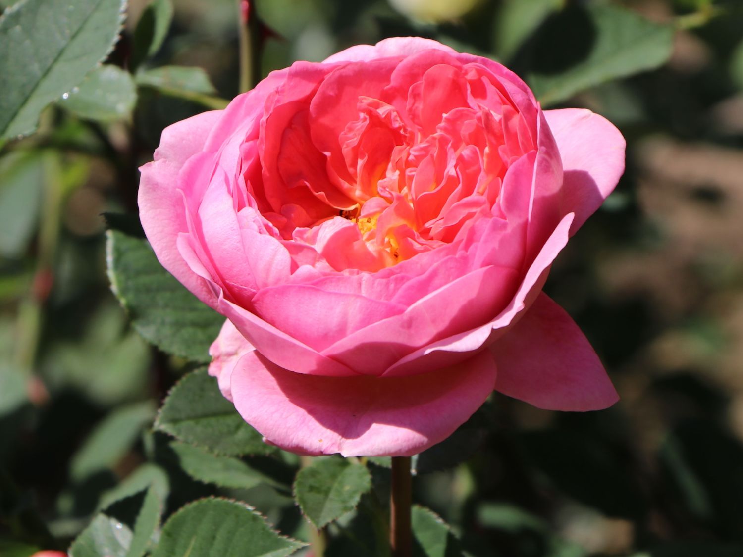 Englische Rose 'Boscobel' Schönste Rosen & Expertenwissen