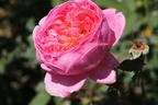 Englische Rose 'Boscobel' - Rosa 'Boscobel'