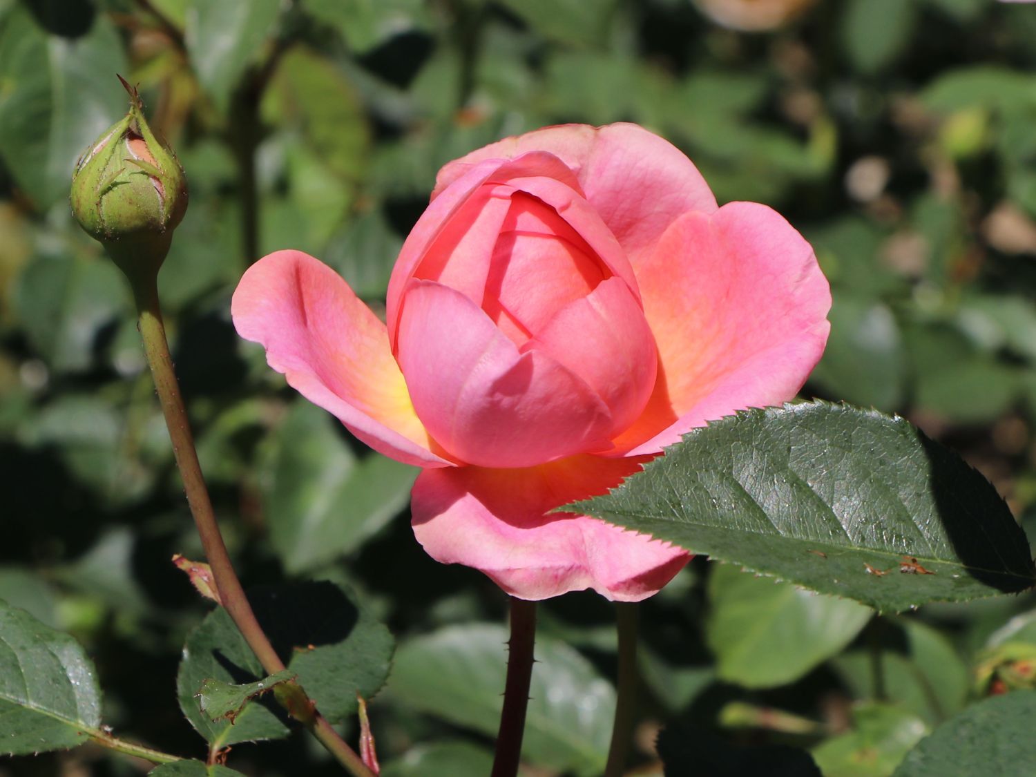 Englische Rose 'Boscobel' - Rosa 'Boscobel'
