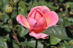 Englische Rose 'Boscobel' - Rosa 'Boscobel'