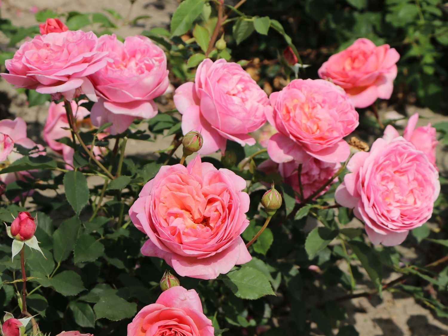 Englische Rose 'Boscobel' Schönste Rosen & Expertenwissen