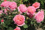 Englische Rose 'Boscobel' - Rosa 'Boscobel'
