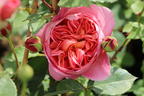 Englische Rose 'Boscobel' - Rosa 'Boscobel'