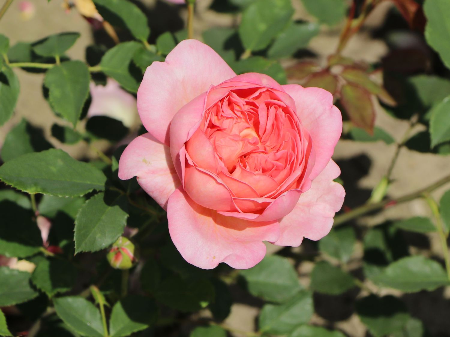 Englische Rose 'Boscobel' - Rosa 'Boscobel'