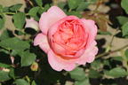 Englische Rose 'Boscobel' - Rosa 'Boscobel'