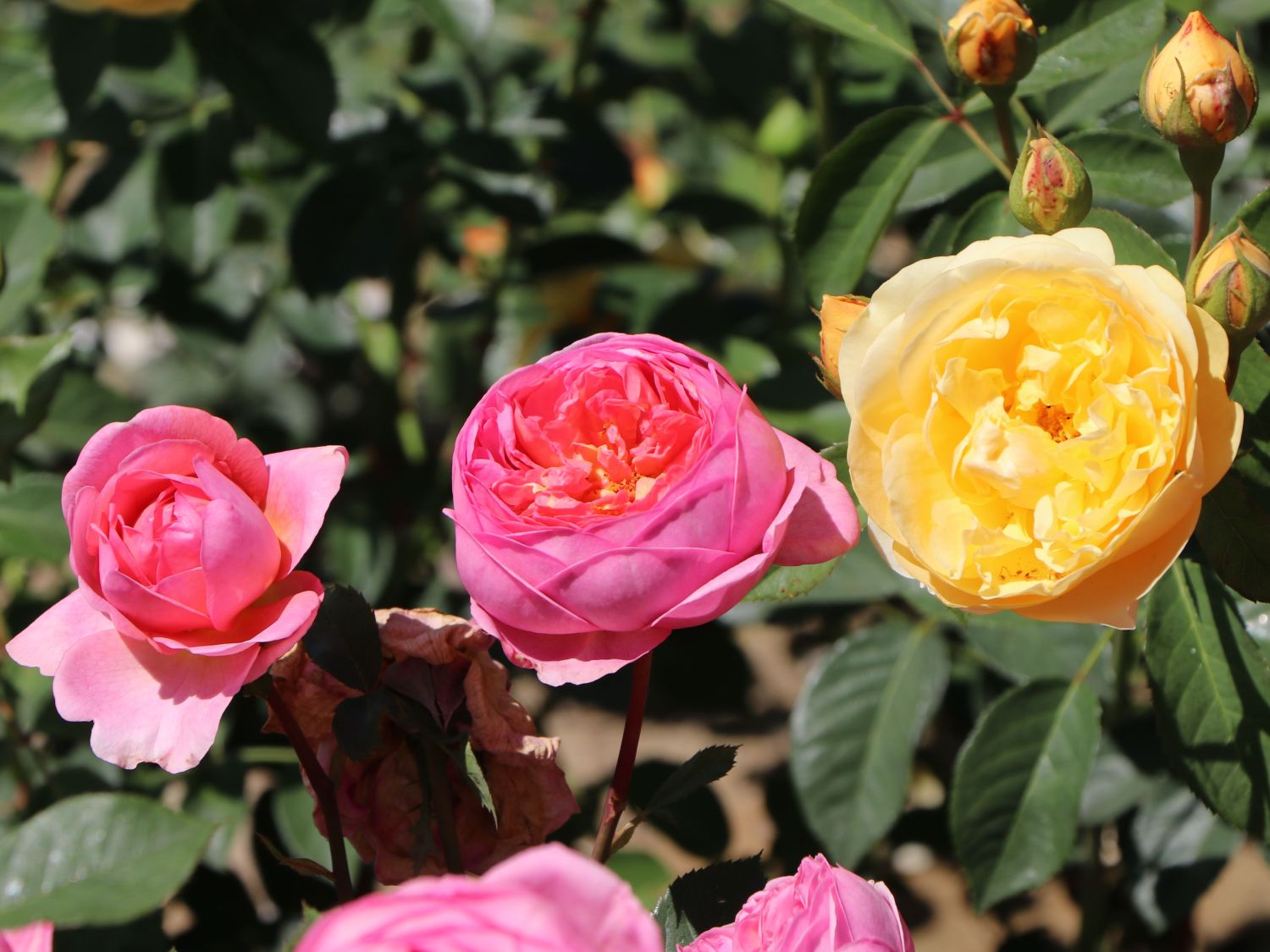 Englische Rose 'Boscobel' - Rosa 'Boscobel'