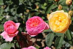 Englische Rose 'Boscobel' - Rosa 'Boscobel'