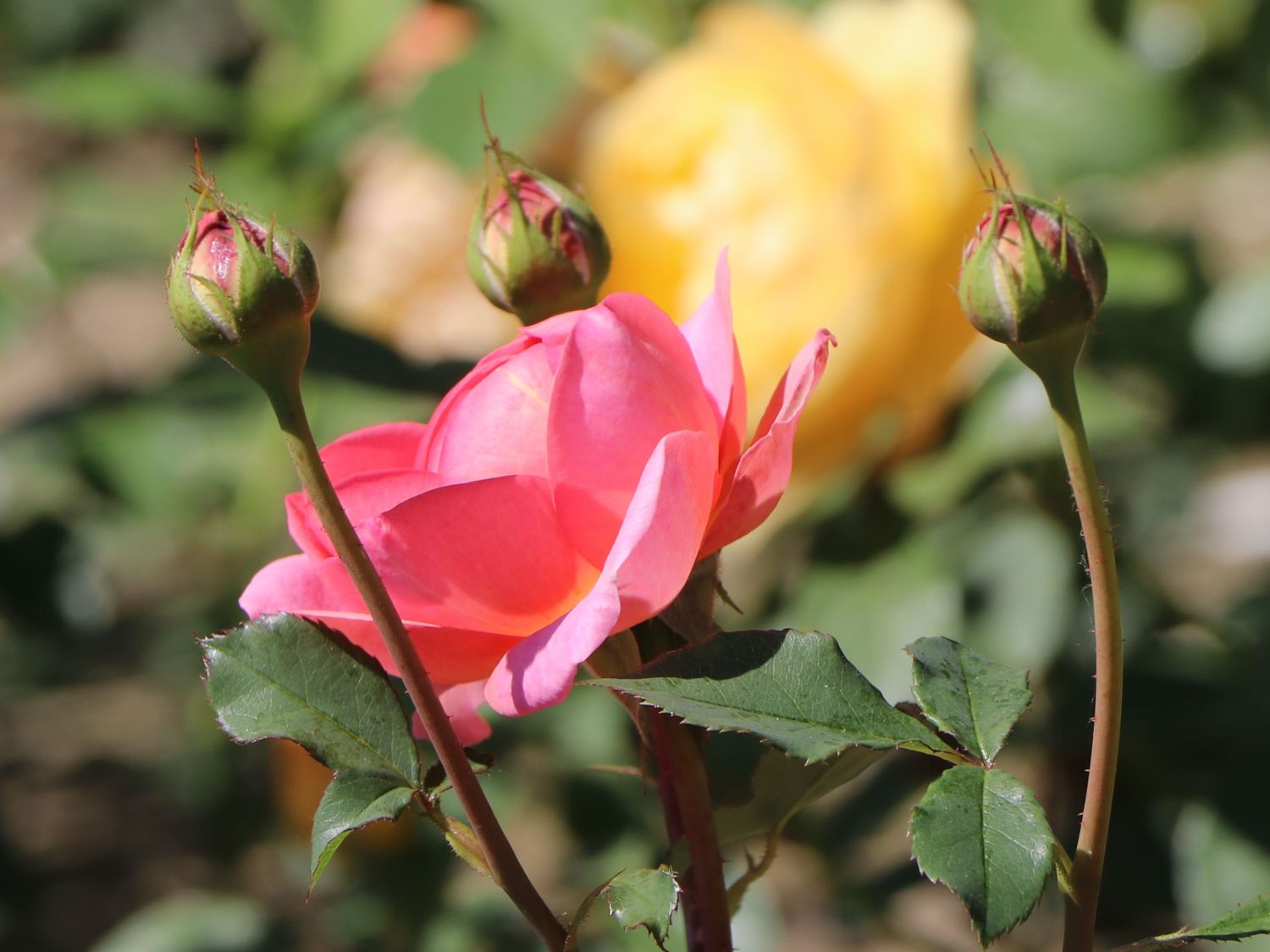 Englische Rose 'Boscobel' - Rosa 'Boscobel'