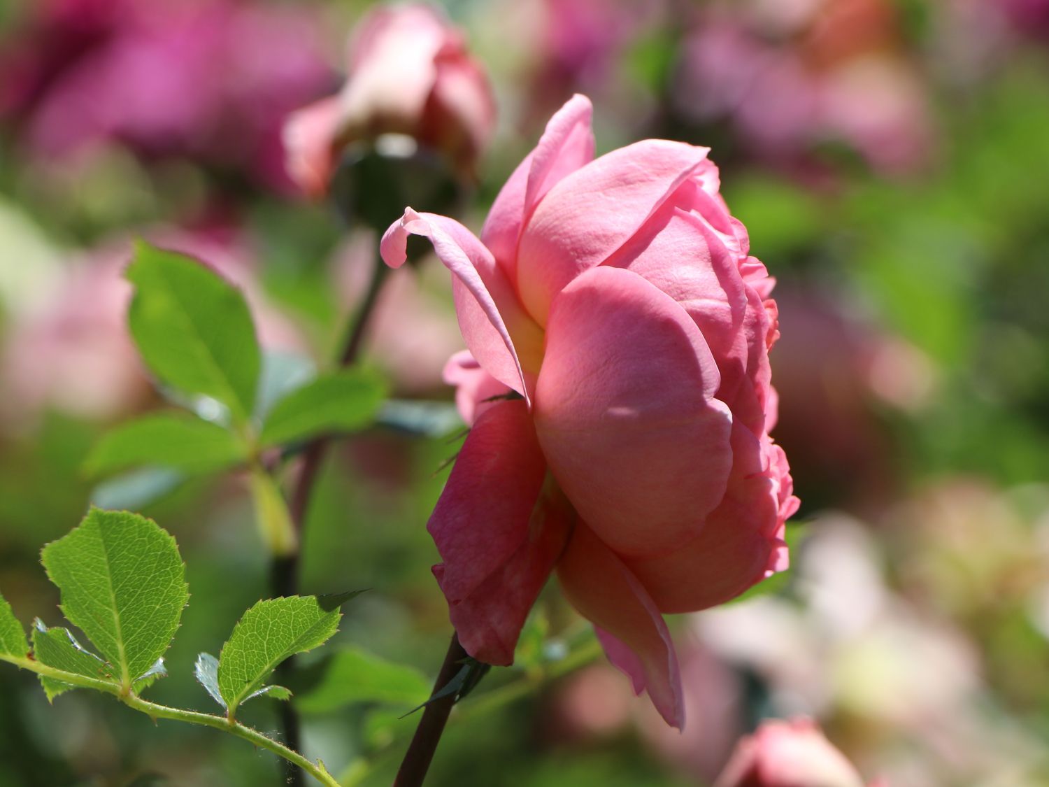 Englische Rose 'Boscobel' - Rosa 'Boscobel'
