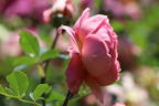 Englische Rose 'Boscobel' - Rosa 'Boscobel'