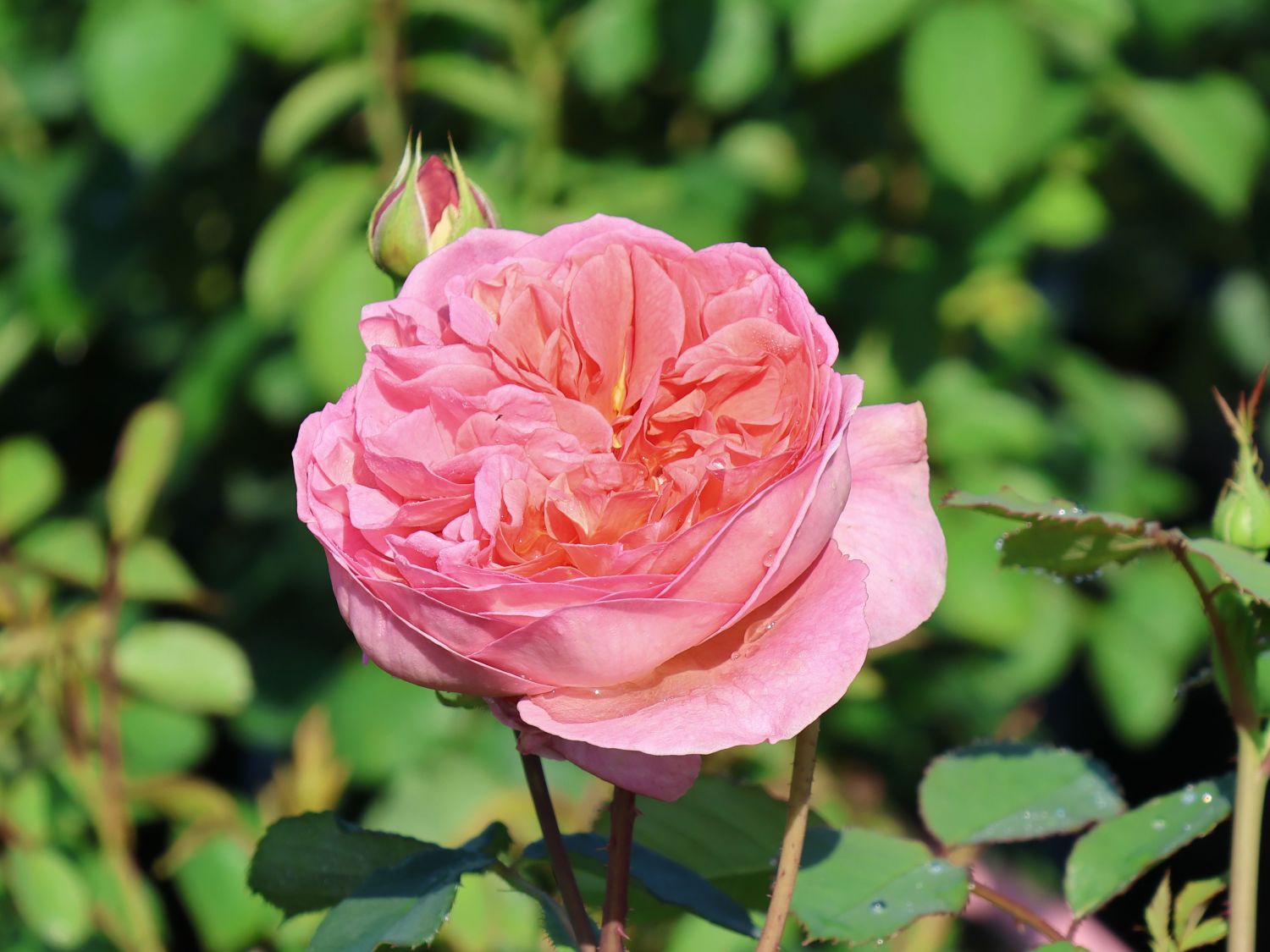 Englische Rose 'Boscobel' - Rosa 'Boscobel'