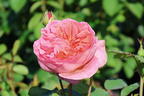 Englische Rose 'Boscobel' - Rosa 'Boscobel'