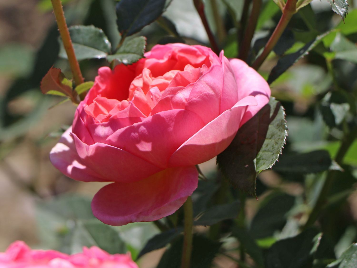 Englische Rose 'Boscobel' - Rosa 'Boscobel'