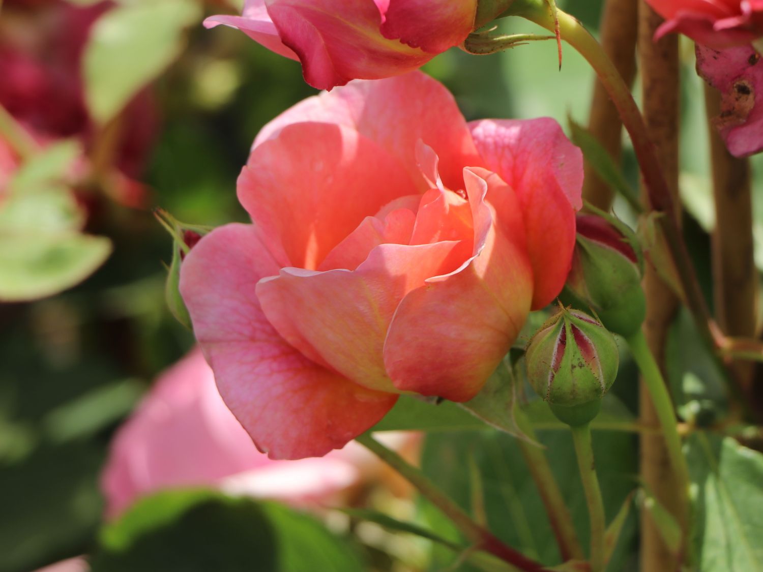 Englische Rose 'Boscobel' - Rosa 'Boscobel'