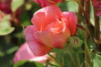 Englische Rose 'Boscobel' - Rosa 'Boscobel'