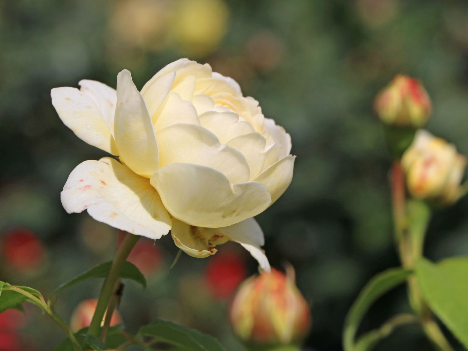 Englische Rose 'Claire Austin'