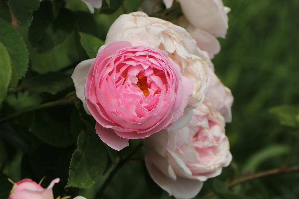 Englische Rose 'Constance Spry' Schönste Rosen & Expertenwissen