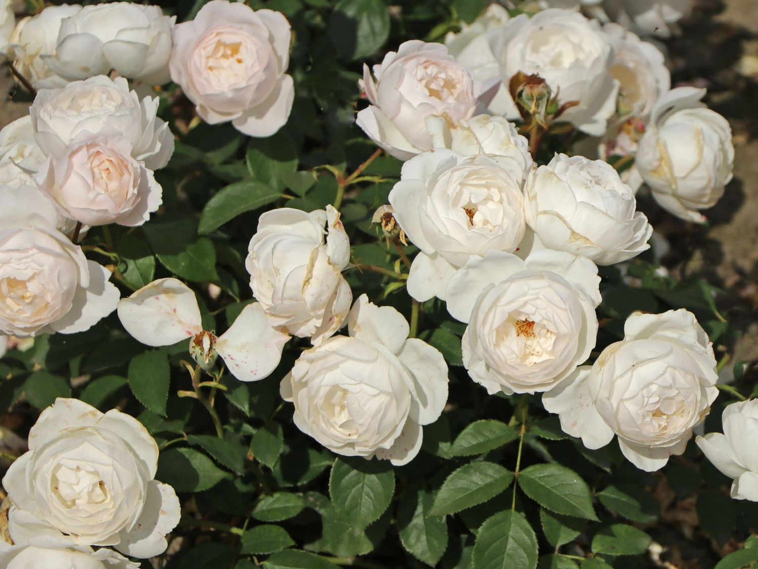 Englische Rose 'Desdemona' Schönste Rosen & Expertenwissen