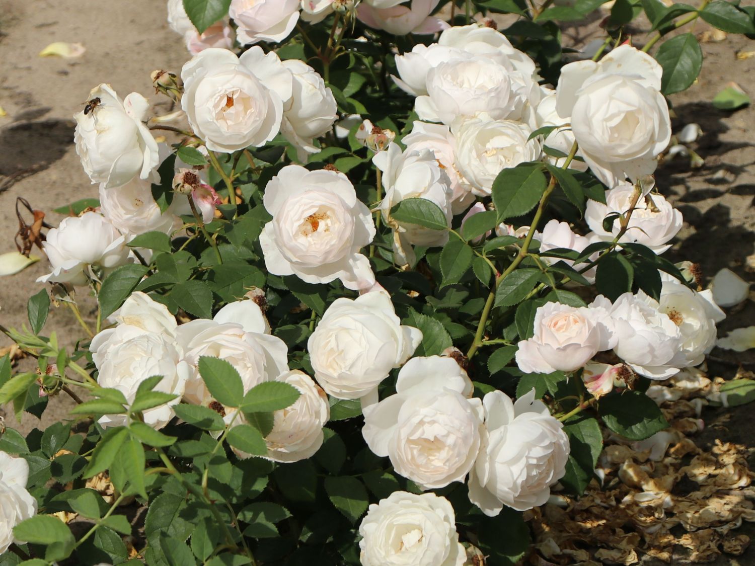 Englische Rose 'Desdemona' - Rosa 'Desdemona'