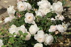 Englische Rose 'Desdemona' - Rosa 'Desdemona'