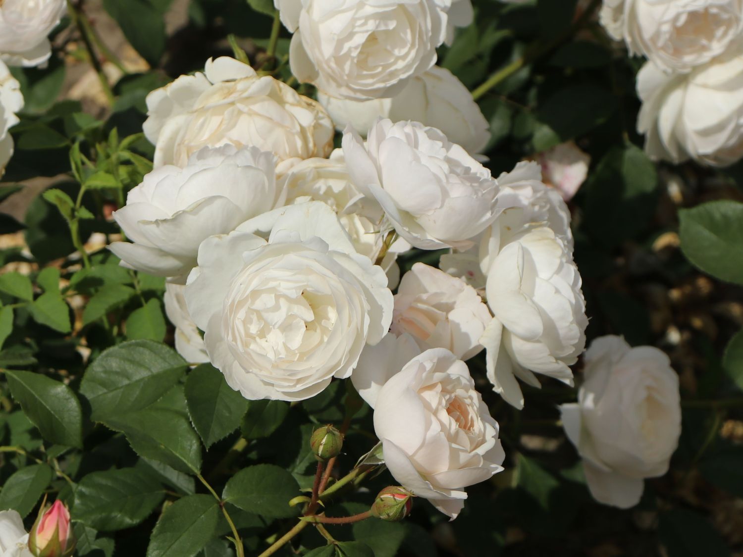 Englische Rose 'Desdemona' - Rosa 'Desdemona'