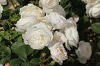 Englische Rose 'Desdemona' - Rosa 'Desdemona'