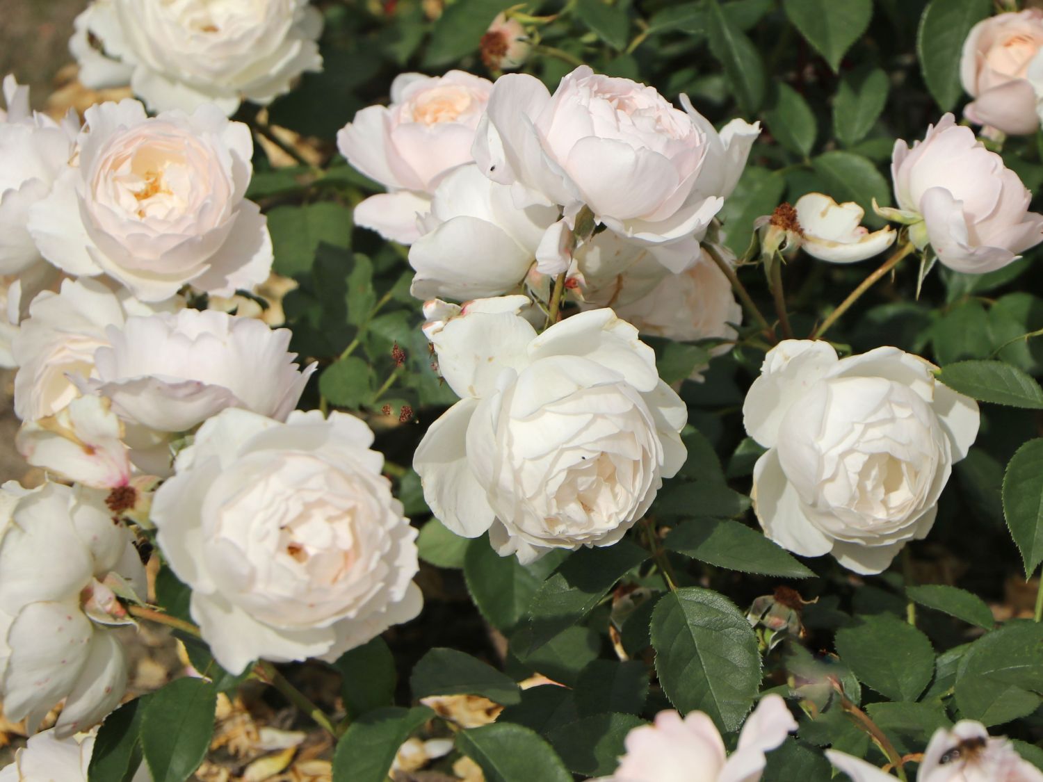 Englische Rose 'Desdemona' - Rosa 'Desdemona'