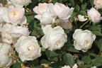 Englische Rose 'Desdemona' - Rosa 'Desdemona'