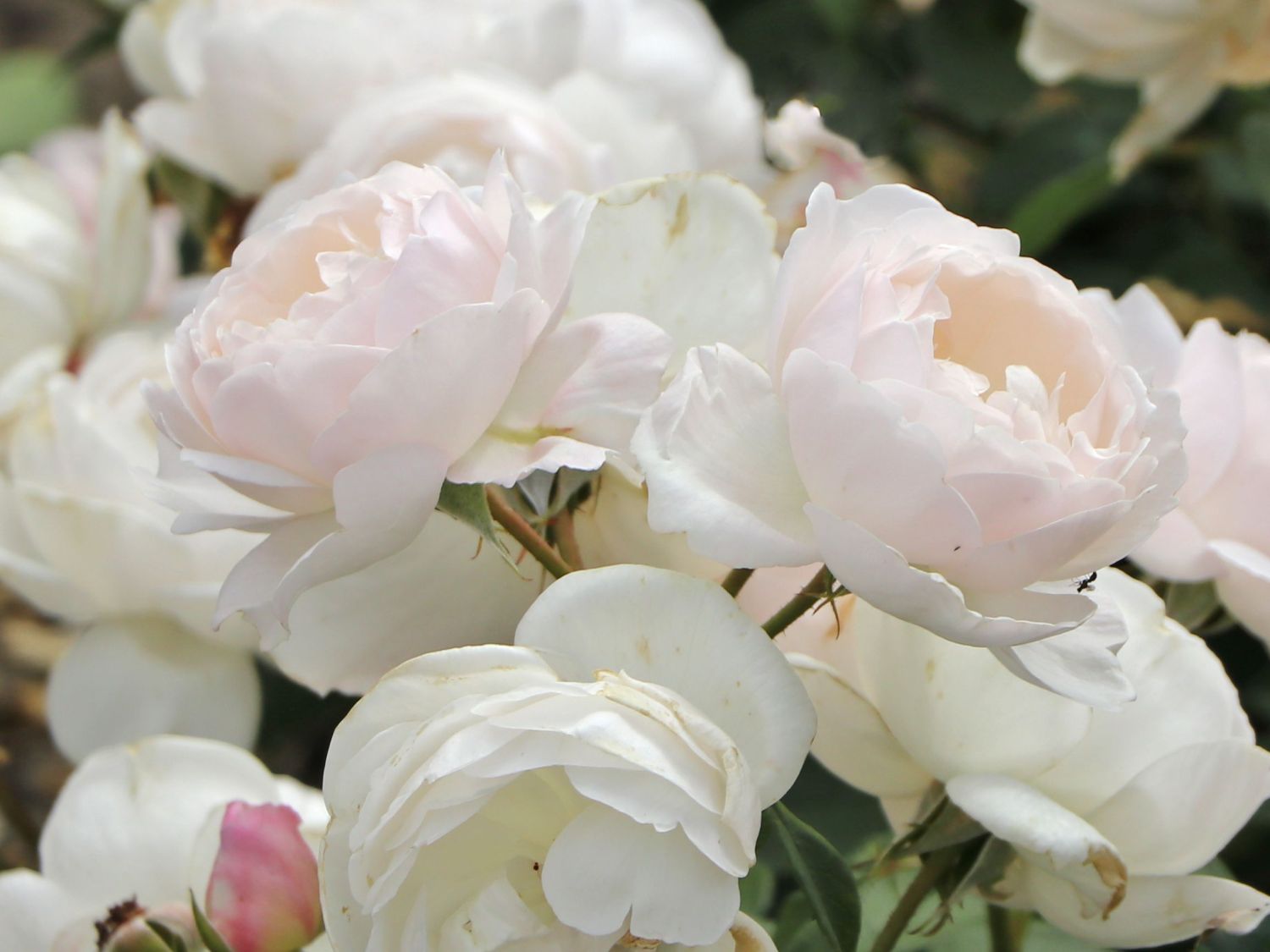 Englische Rose 'Desdemona' - Rosa 'Desdemona'