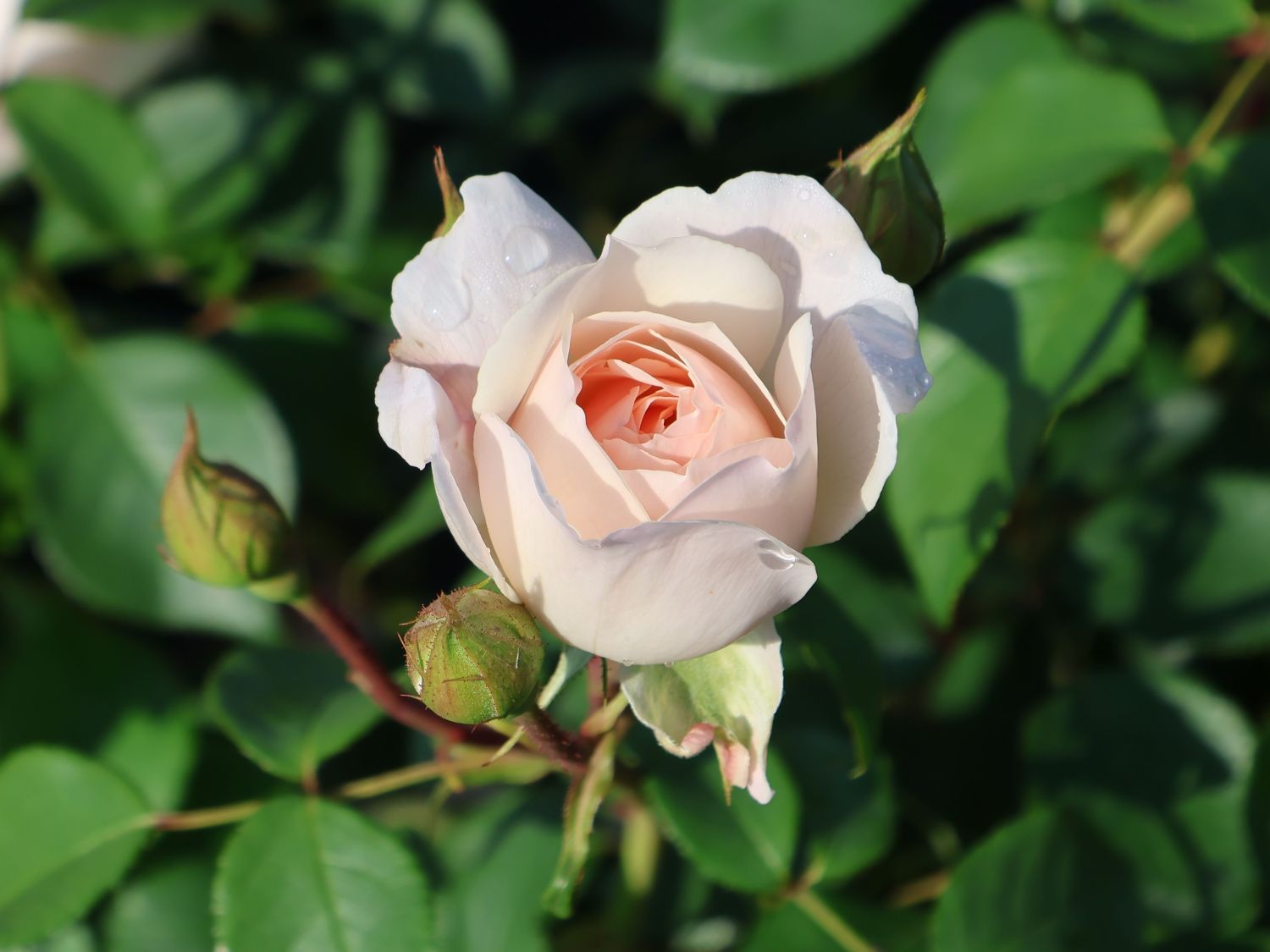 Englische Rose 'Desdemona' - Rosa 'Desdemona'