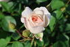 Englische Rose 'Desdemona' - Rosa 'Desdemona'